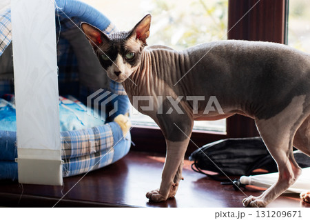 A hairless cat is currently standing gracefully on a window sill A hairless cat is currently standing gracefully on a window sill 131209671