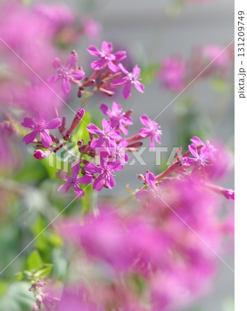 ピンクの花 ピンクの花 131209749