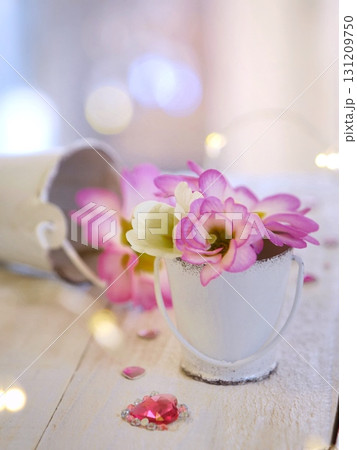 ピンクのプリムラ 131209750