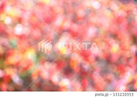ハナミズキの紅葉のアウトフォーカス 【丸ボケ】 【ぼかし】 131210353