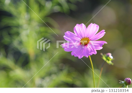 一輪のピンクのコスモスのクローズアップ 131210354
