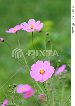 満開のピンクのコスモスのクローズアップ 満開のピンクのコスモスのクローズアップ 131210365
