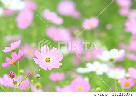 ピンクや白の花が咲き乱れるコスモス畑 131210378