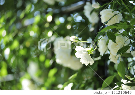 バラ園でみた花 131210649