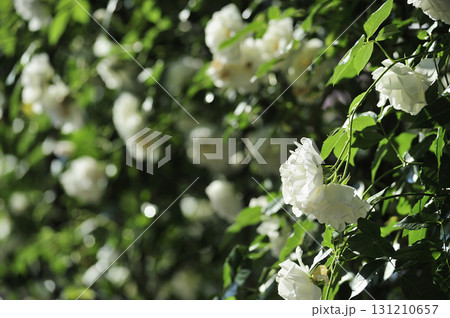 バラ園でみた花 バラ園でみた花 131210657