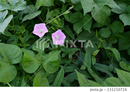 アサガオ 131210728