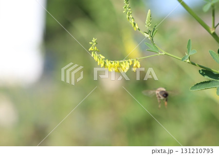 A Bee Busy Pollinating a Bright Yellow Flower in the Beautiful Natural Environment 131210793