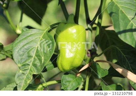 Fresh and vibrant Green Bell Pepper Growing Strongly on Healthy Plant in Sunny Garden Fresh and vibrant Green Bell Pepper Growing Strongly on Healthy Plant in Sunny Garden 131210798