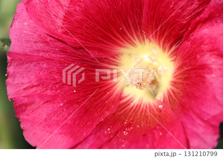 A Stunning CloseUp of a Vibrant Red Flower Showcasing Its Beautiful Yellow Center A Stunning CloseUp of a Vibrant Red Flower Showcasing Its Beautiful Yellow Center 131210799