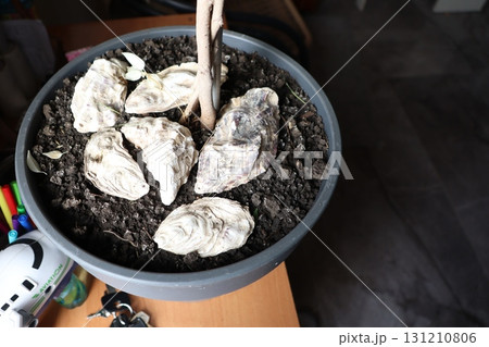 A beautifully designed decorative pot filled with stones and a lively plant inside it 131210806