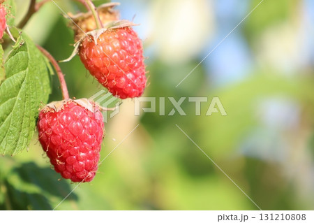 Fresh raspberries are growing beautifully in the garden, showcasing their sweetness and color 131210808