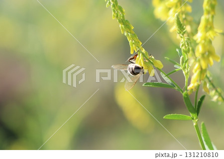 A Bee Delicately Pollinating Vibrant Yellow Flowers in the Heart of Natures Beauty A Bee Delicately Pollinating Vibrant Yellow Flowers in the Heart of Natures Beauty 131210810