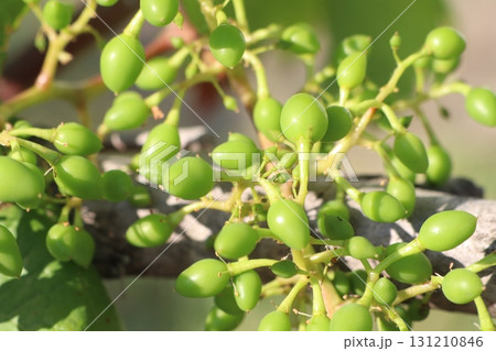 Fresh Green Berries on a Vibrant Vine, Glowing with Life and Rich Colors in Natures Garden Fresh Green Berries on a Vibrant Vine, Glowing with Life and Rich Colors in Natures Garden 131210846