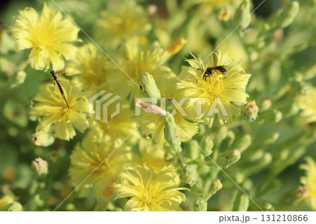 Vibrant and Bright Yellow Wildflowers are Blooming Beautifully in Natures Landscape 131210866