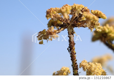 A Dried Yellow Flower Set Against a Clear Blue Sky, Creating a Peaceful and Beautiful Scene A Dried Yellow Flower Set Against a Clear Blue Sky, Creating a Peaceful and Beautiful Scene 131210867