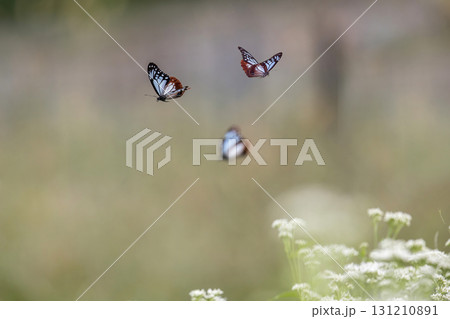フジバカマの花畑を飛ぶアサギマダラ 131210891