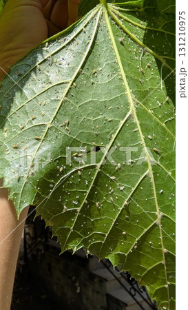 A closeup of a leaf highlighting its intricate veins and textures, showcasing its natural beauty 131210975