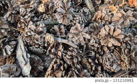 Pine Cones and Various Natural Debris in a Beautiful Woodland Setting Surrounded by Nature Pine Cones and Various Natural Debris in a Beautiful Woodland Setting Surrounded by Nature 131210991