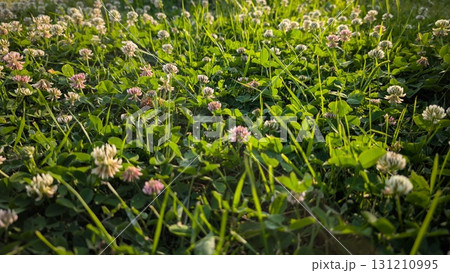 A Beautiful Lush Green Clover Field in Full Bloom During the Bright Spring Season A Beautiful Lush Green Clover Field in Full Bloom During the Bright Spring Season 131210995