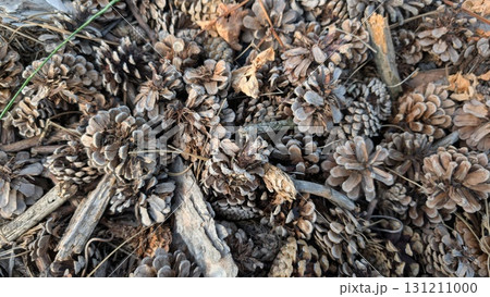 Gathering Natural Pinecones on the Woodland Floor Surrounded by Natures Beauty and Splendor Gathering Natural Pinecones on the Woodland Floor Surrounded by Natures Beauty and Splendor 131211000