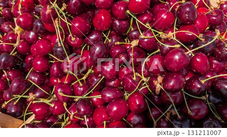 Fresh Cherry Harvest These Juicy, Red Berries are Now Ready for You to Enjoy and Savor Fresh Cherry Harvest These Juicy, Red Berries are Now Ready for You to Enjoy and Savor 131211007
