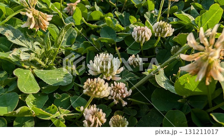 A Stunning Clover Field Bathed in Natural Light and Vibrant Colors Displaying Natures Beauty A Stunning Clover Field Bathed in Natural Light and Vibrant Colors Displaying Natures Beauty 131211017