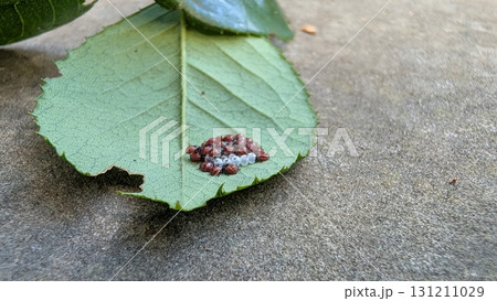 Delving Into the Fascinating Marvels of Natures Tiny Creatures Residing on a Leafs Surface Delving Into the Fascinating Marvels of Natures Tiny Creatures Residing on a Leafs Surface 131211029