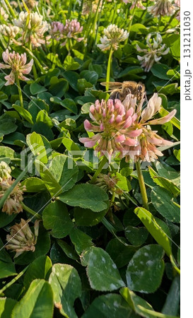 The Beautiful Clover Blossoms Flourish in a Green Sea of Lushness and Vibrant Colors The Beautiful Clover Blossoms Flourish in a Green Sea of Lushness and Vibrant Colors 131211030