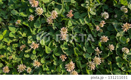 A Vibrant Clover Field Overflowing With Colorful Blossoms Amidst Abundant Greenery 131211031