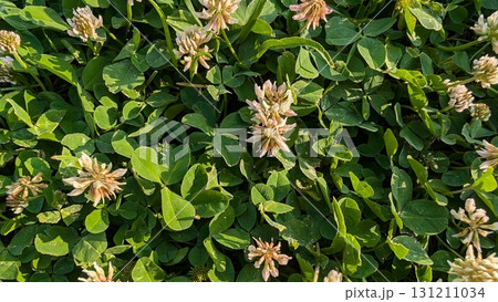 The Beautiful and Delicate Clover Blossoms Nestled Within Lush Green Foliage All Around 131211034