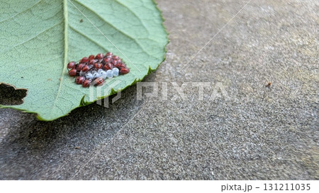 A beautiful cluster of vibrant eggs on a leaf, showcasing natures intricate design 131211035