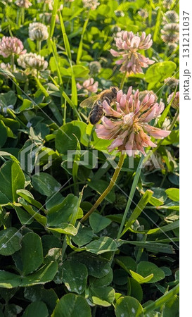 The Pink Clover Blossoms are arranged in a lush green field, showcasing natures beauty The Pink Clover Blossoms are arranged in a lush green field, showcasing natures beauty 131211037