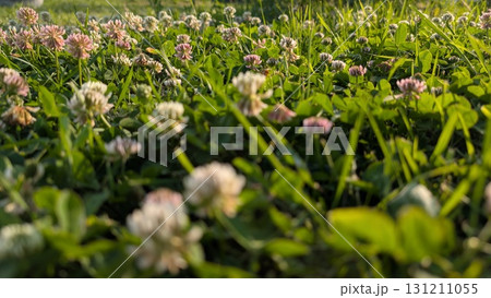 A Beautiful Meadow Overflowing with Colorful Clover Blossoms All Bathed in Natural Light 131211055