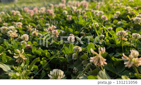 A Lush Field of Colorful Clover Blossoms Thriving Under the Warm, Radiant Sunlight A Lush Field of Colorful Clover Blossoms Thriving Under the Warm, Radiant Sunlight 131211056