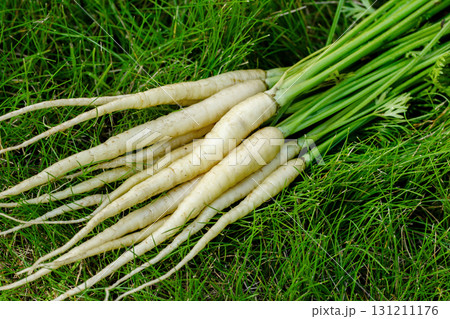 White healthy carrots with foliage on green grass of the garden. 131211176