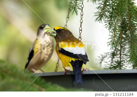 Male and female Evening Grosbeak on a spruce tree branch. 131211184