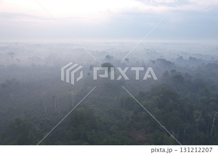 Vast mist-covered forest landscape in the heart of South America Vast mist-covered forest landscape in the heart of South America 131212207
