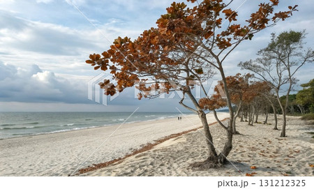 A tranquil beach scene with sand dunes trees showing autumn foliage and the ocean under a cloudy sky A tranquil beach scene with sand dunes trees showing autumn foliage and the ocean under a cloudy sky 131212325