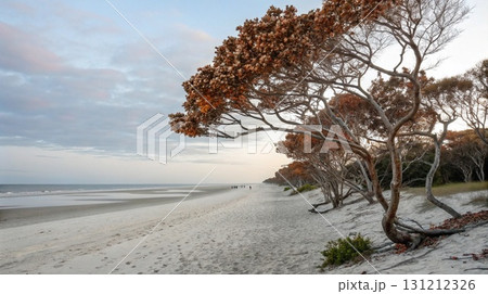 Sandy beach with low tide and overcast sky trees line the dunes sea ocean 131212326