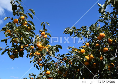 オレンジ色の柿の実 オレンジ色の柿の実 131212500