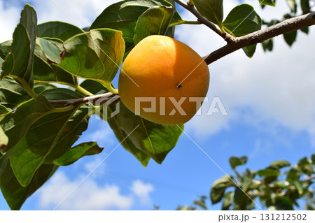 オレンジ色の柿の実 131212502
