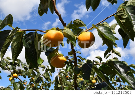 オレンジ色の柿の実 オレンジ色の柿の実 131212503