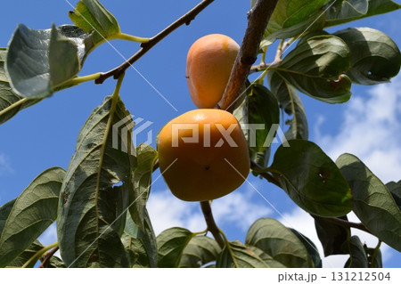 オレンジ色の柿の実 オレンジ色の柿の実 131212504