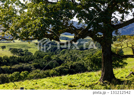 大きな木と牧草地 131212542