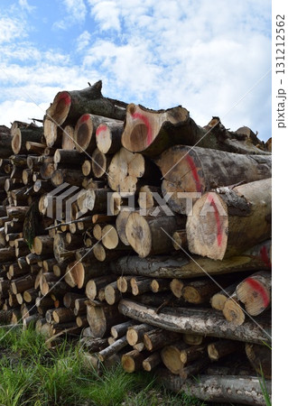 切り出された広葉樹の丸太 切り出された広葉樹の丸太 131212562