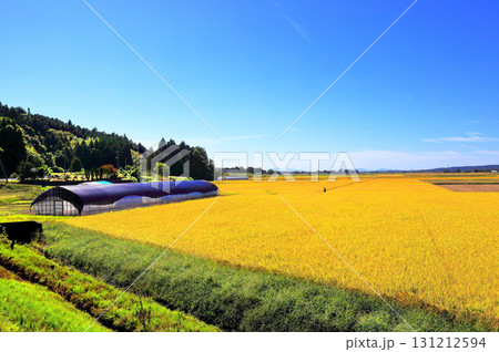 青空が広がる田舎の風景 131212594