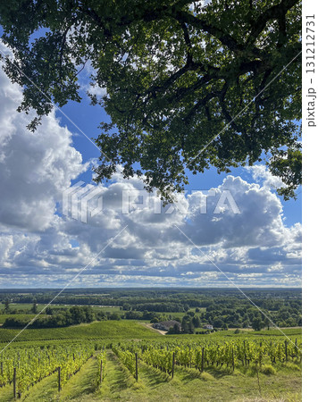 Beautiful landscape view of vineyards in Gironde, France under cloudy sky 131212731