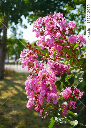 夏の青空の下で満開に咲くピンク色のサルスベリの花と緑の葉が美しい季節の風景 131212950