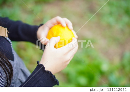 みかん農園でたわわに実った鮮やかなオレンジ色のみかんと収穫を楽しむ子供の手元の写真 131212952