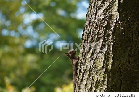 木に登るエゾリス 131213295